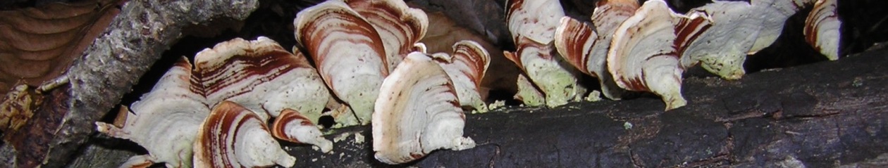 Pocamug Press